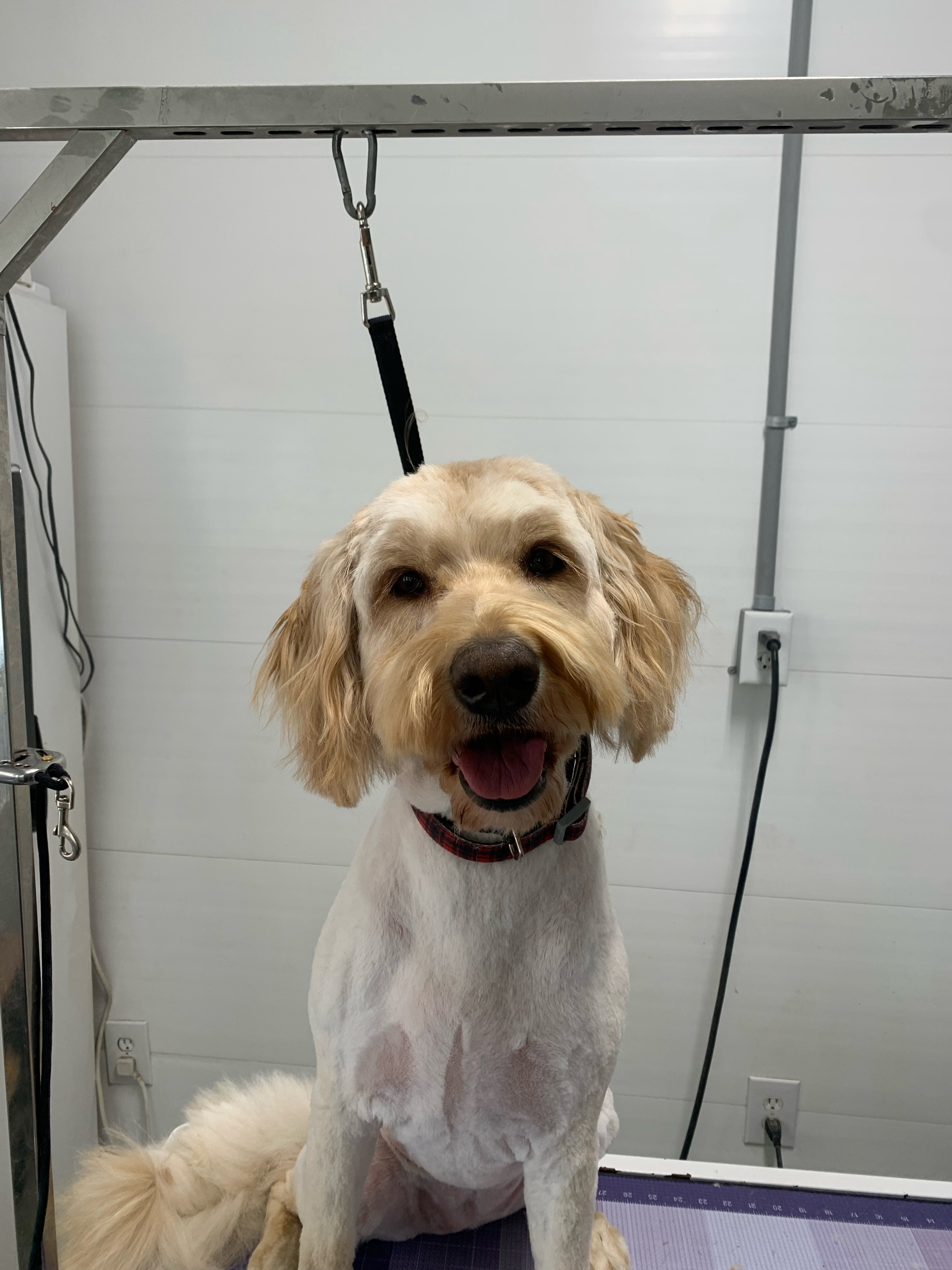 Dog sitting on grooming table after haircut