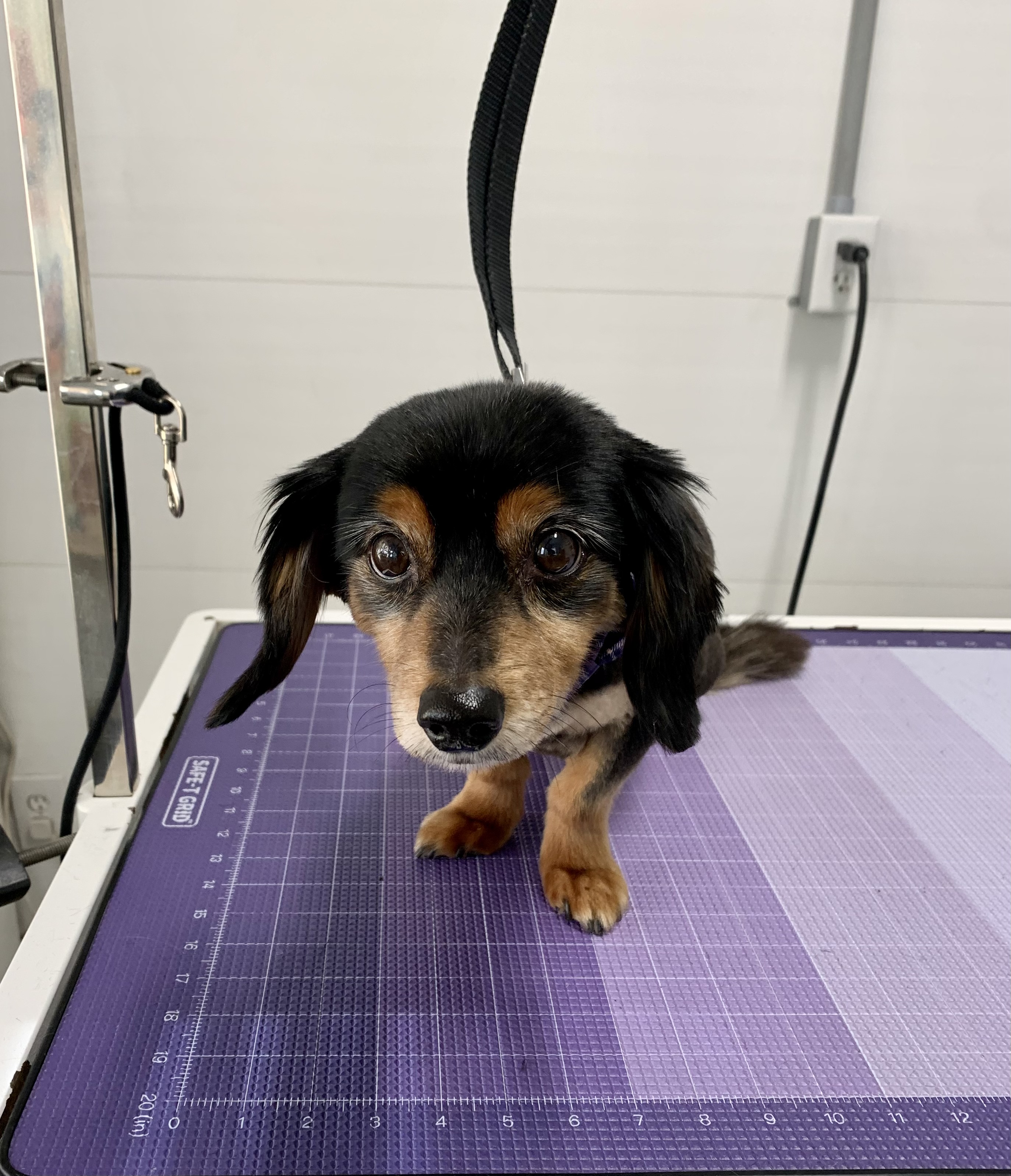 Cute puppy post trim