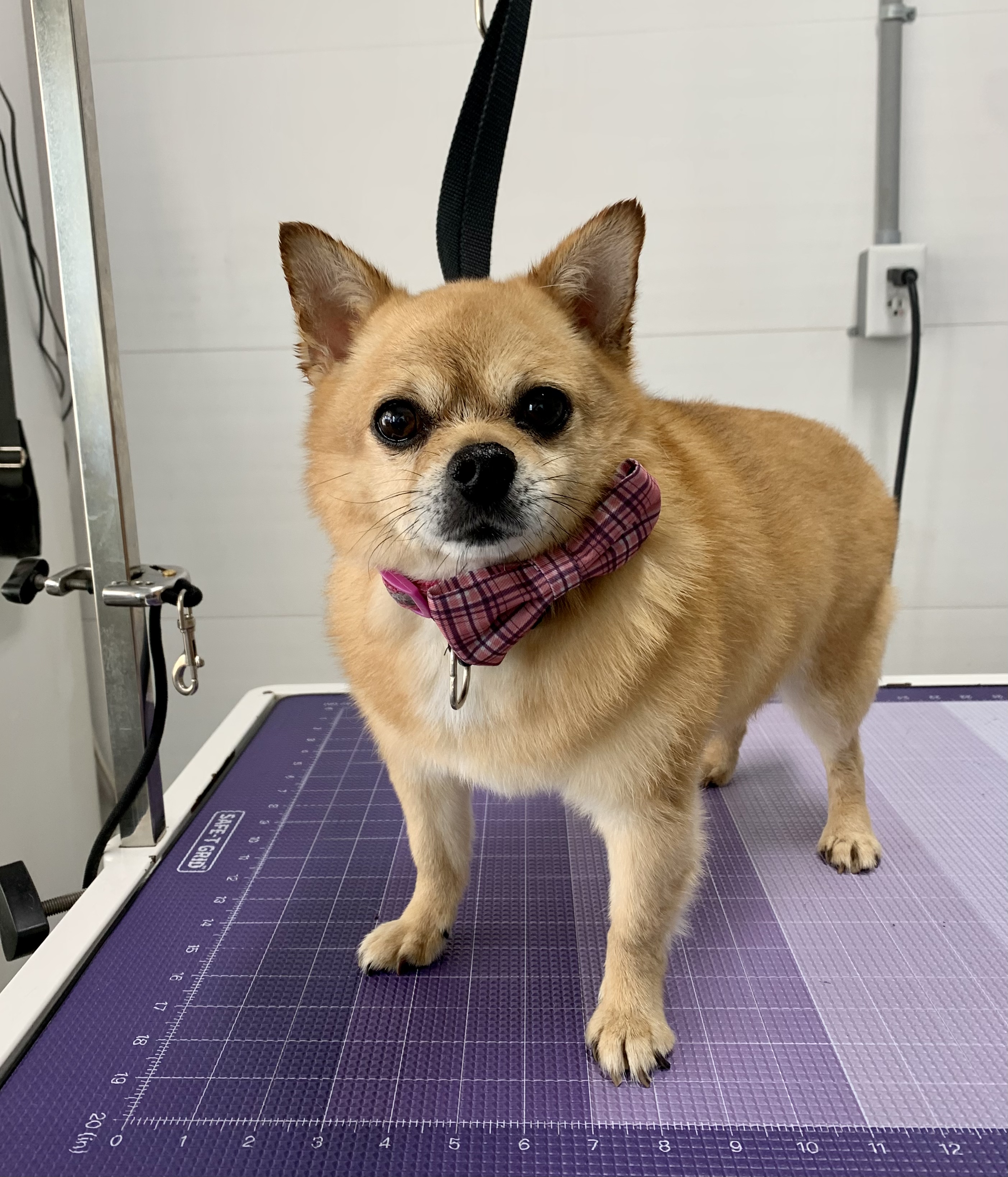 Freshly groomed orange dog
